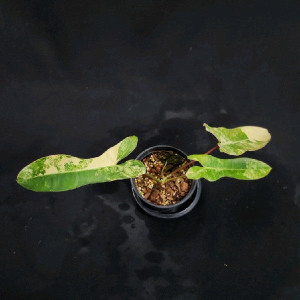 Philodendron Florida Beauty Variegated shops FREE Phyto