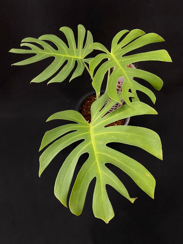 Monstera deliciosa var sierrana Mexico