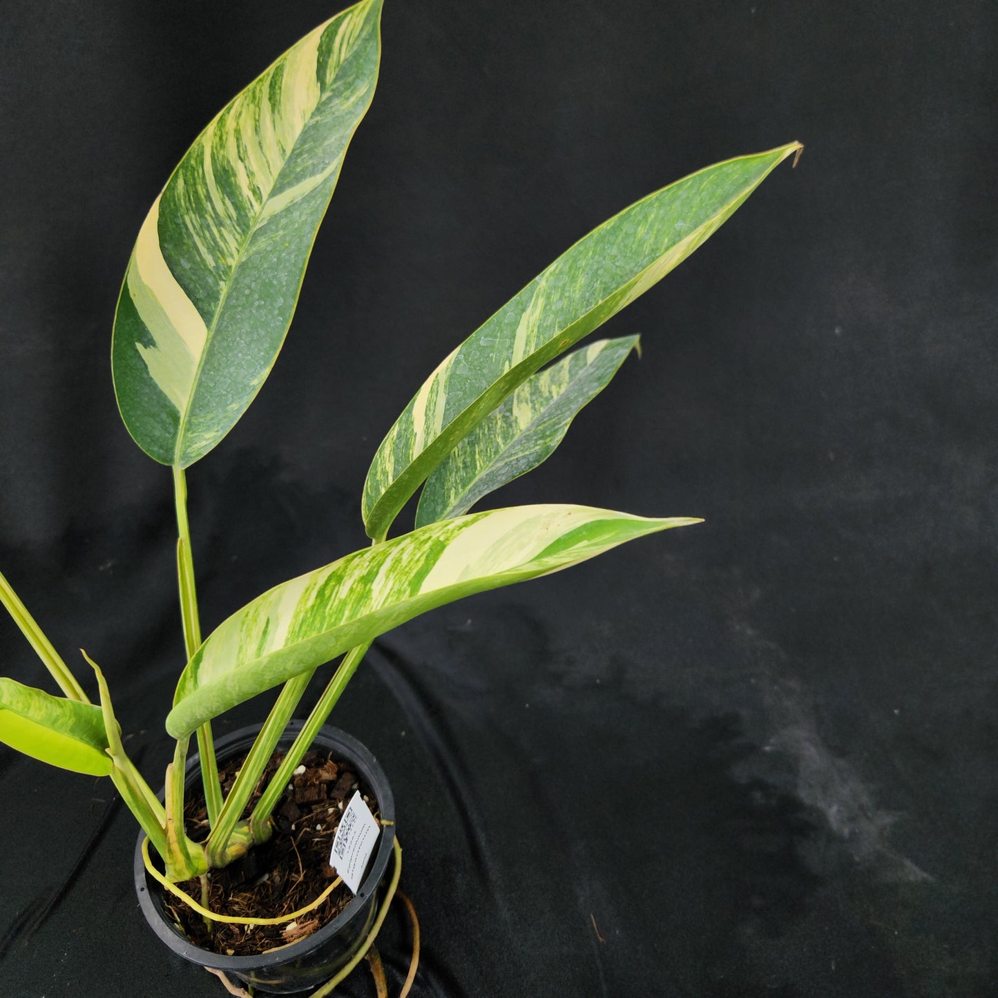 Epipremnum giganteum Aurea