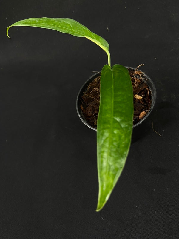 Monstera obliqua yasuni (small)