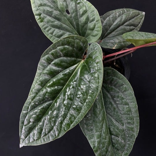 Anthurium luxurians x radicans