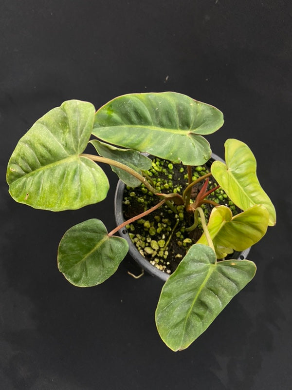 Philodendron pastazanum x billietiae Dwarf