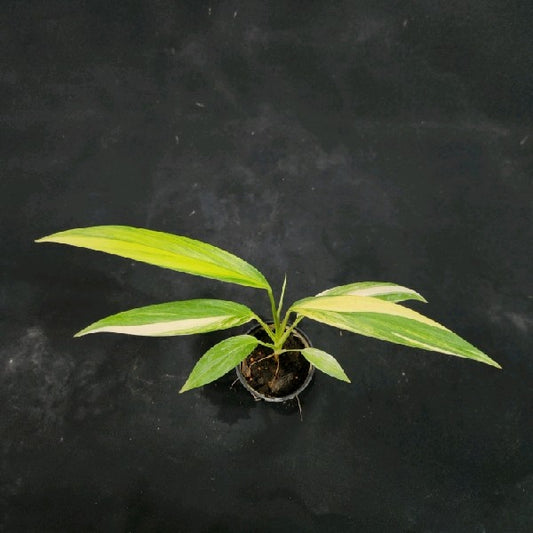 Epipremnum amplissimum variegated aurea