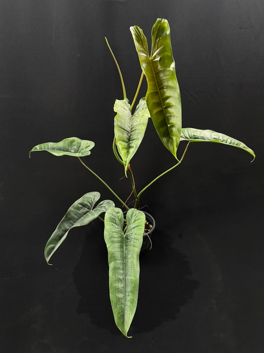 Philodendron felix