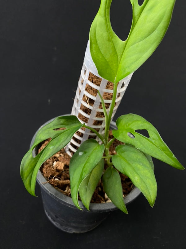 Monsteras sp tamarindo, rare monstera houseplant, popular - USA Seller!