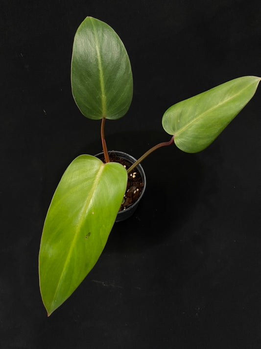 Philodendron Lincoln Park Zoo