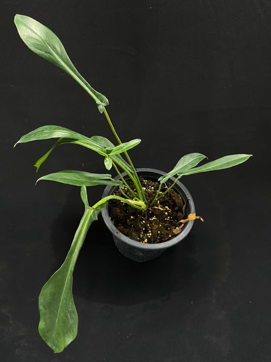 Philodendron joepii