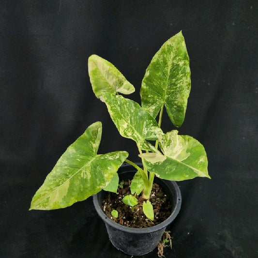 Alocasia gageana variegated albo