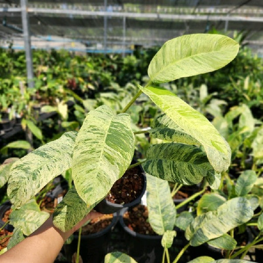 Epipremnum giganteum tricolor variegated