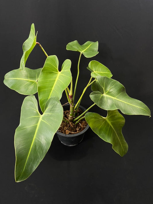 Philodendron cordatum