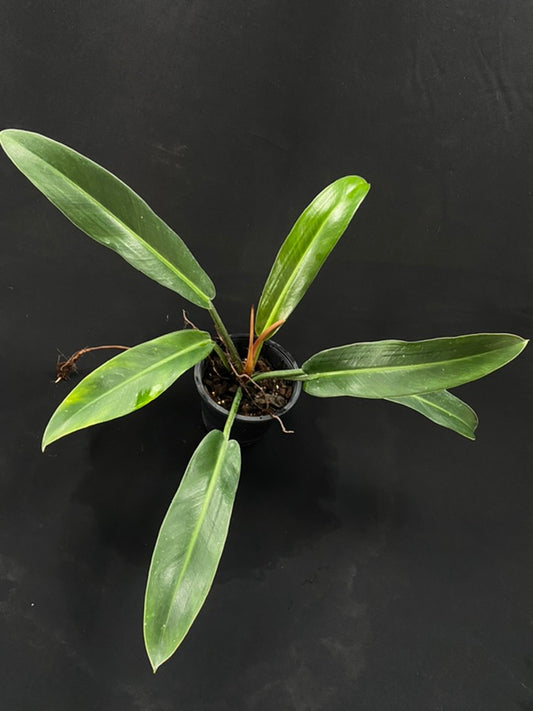 Philodendron ruizii