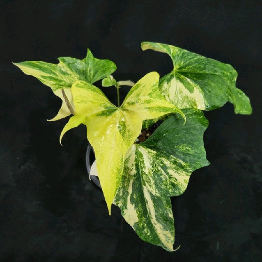 Anthurium Pterodactyl variegated