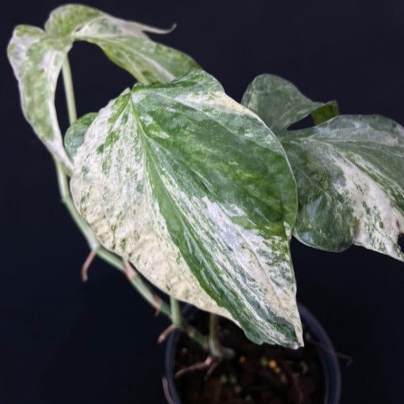 Amydrium medium variegated