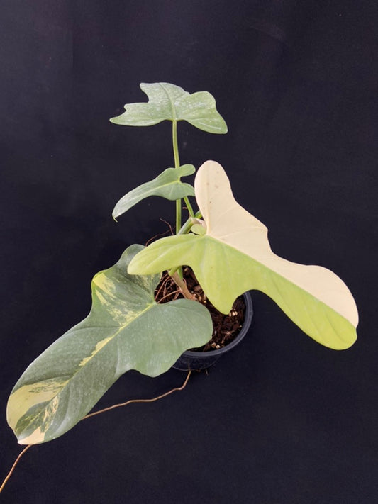 Philodendron bipennifolium variegated