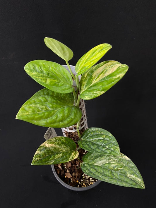 Monstera peru variegated