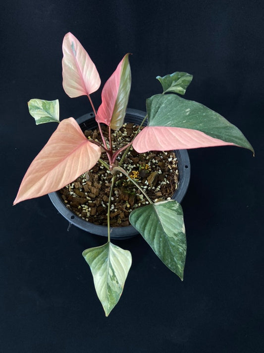 Homalomena rubescens Pink Diamond