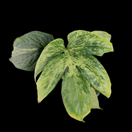 Amydrium medium Spider Mint