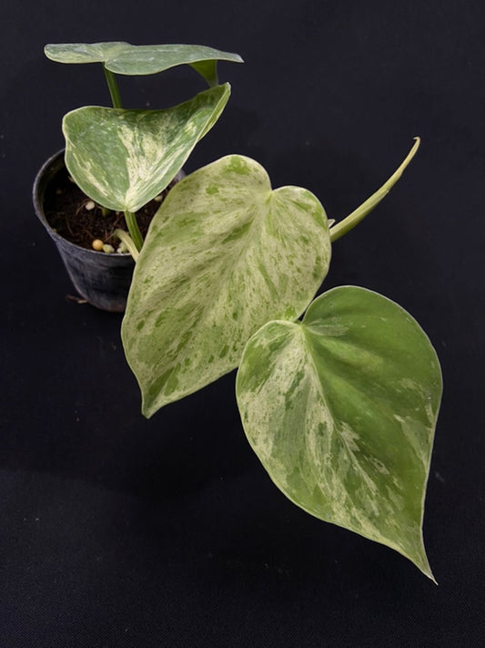 Philodendron hederaceum variegated