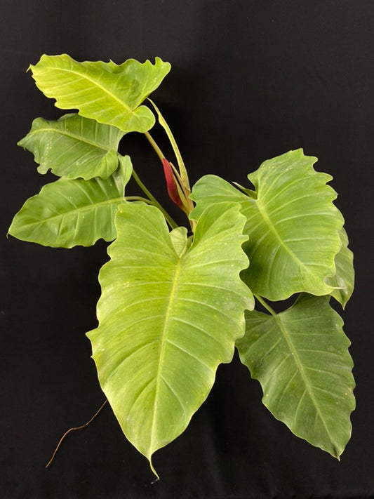 Philodendron Snowdrift