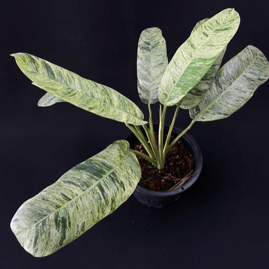 Epipremnum giganteum marble variegated