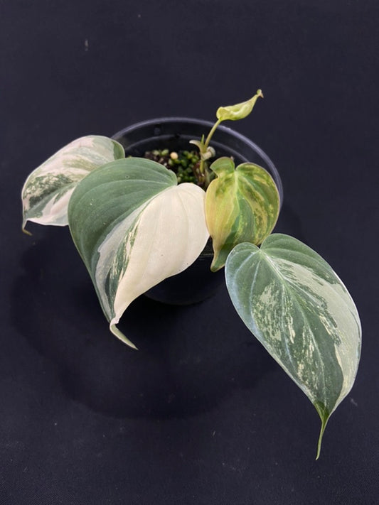 Philodendron Micans variegated