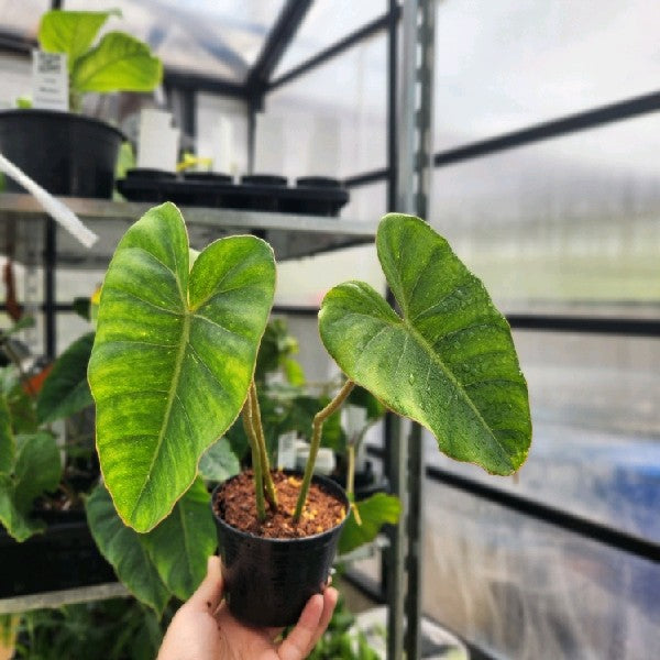 Philodendron pastazanum x billietiae Dwarf