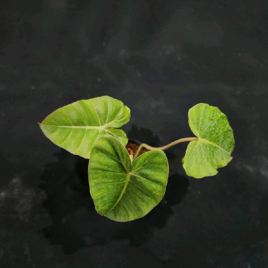 Philodendron pastazanum x billietiae Dwarf