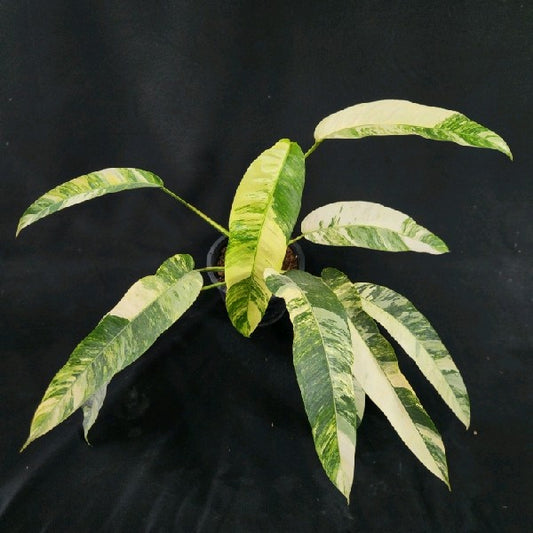 Epipremnum giganteum tricolor variegated